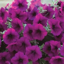 USA Seller 2R7D1 Trilogy Purple Trailing Petunia Seeds 25 Petunia Seeds ... - £17.81 GBP