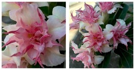 New 50 Seeds Double White Pink Clematis Bloom Climbing Perennial Garden - £26.21 GBP