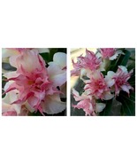 New 50 Seeds Double White Pink Clematis Bloom Climbing Perennial Garden - £25.87 GBP