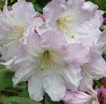 50 Heirloom Rhododendron fortunei  shrubs  Flower seeds - $3.98