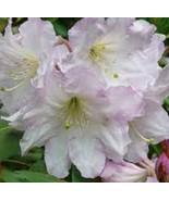 50 Heirloom Rhododendron fortunei shrubs Flower seeds - $5.52 CAD