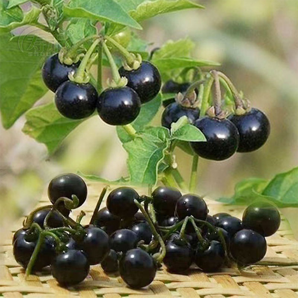 Black Nightshade Plant Solanum Nigrum Edible Berries Traditional And Ornamental