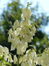 20 Seeds Flower Yucca Glauca Soapweed Perennial - A Soap Making Aloe - £7.43 GBP