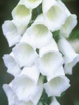 50 Pure White Foxglove Digitalis Flower Fresh Seeds - £15.37 GBP