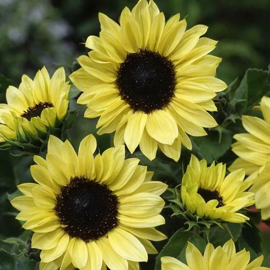 Sunflower MOONSHINE Pale Yellow Glowing! Cut Flower Pollinators NonGMO 1... - $10.35