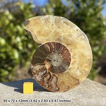 Cut &amp; Polished Fossil Ammonite - Marine Fossil Single Item - £22.80 GBP