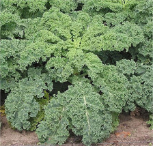 HeirloomSupplySuccess 100 Heirloom Kale Curled Dwarf Blue Scotch Seeds - £2.40 GBP