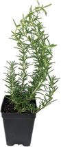 2.5&quot; Pot Rosemary Baby Smallest World&#39;s Easy To Grow Indoors Outdoors Li... - £33.37 GBP