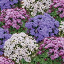 Mini Mound Mixed Ageratum 20 Seeds Fresh Garden USA SELLER - £12.00 GBP