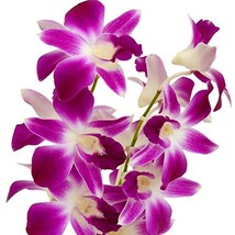 10 Hawaiian DENDROBIUM Orchid Starter Plants - - $349.88