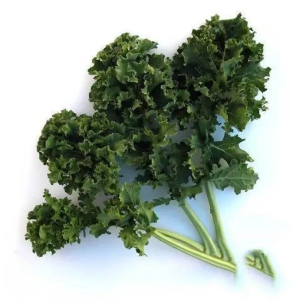 250 Dwarf Siberian Kale Seeds Heirloom Ipping. Garden - $3.38