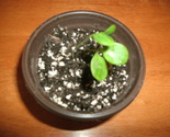 Lunaria Honesty Money Live Plant in 4 inch pot biennial fuchsia flower g... - £4.68 GBP