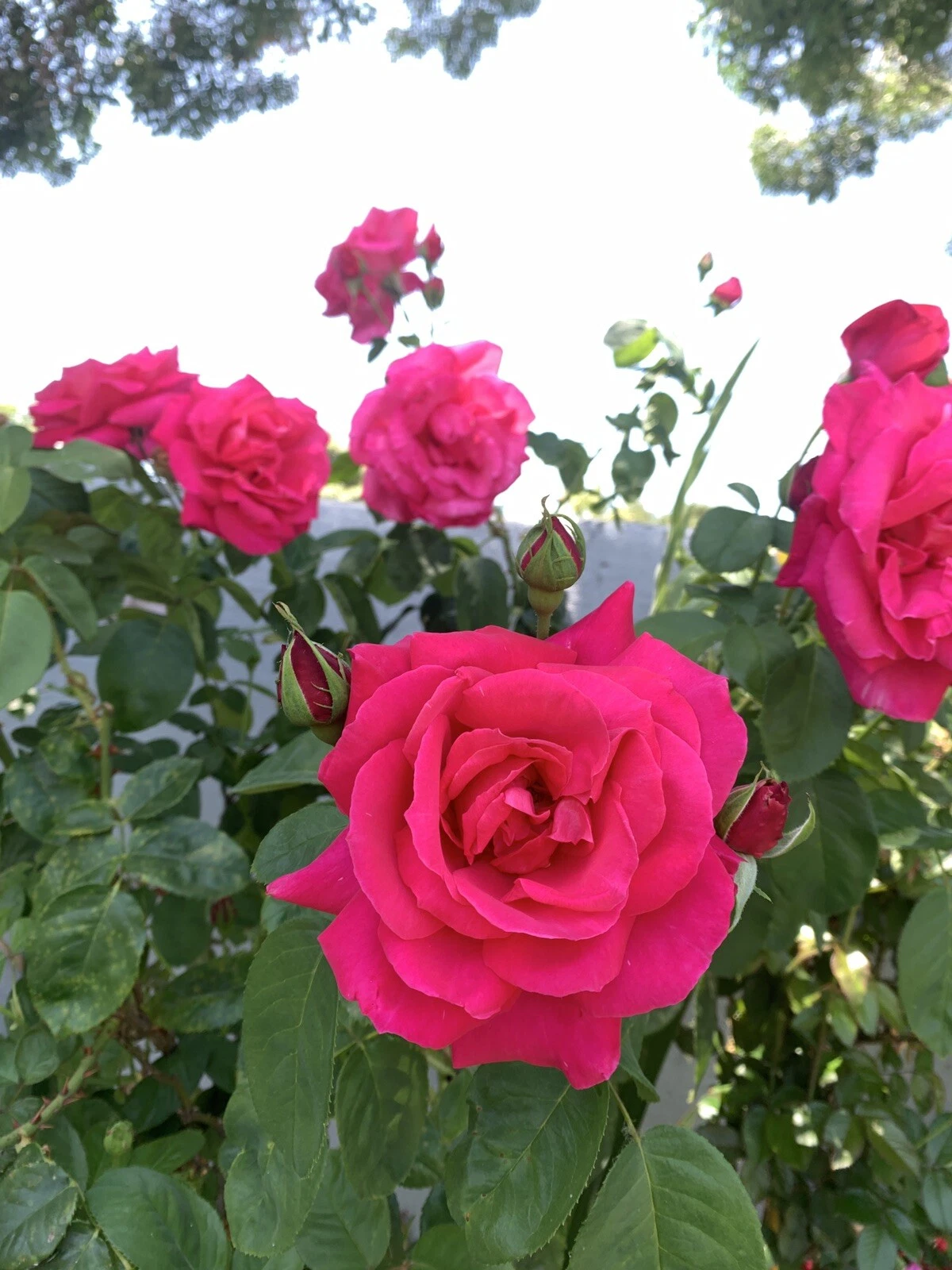 5 Cuttings Of Brightest Pink  And Very Fragrant Rose, Each 6 Inch Log, N... - $35.37