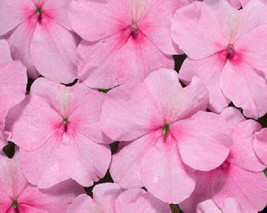 50 Impatiens Seeds Logro Pink Flower Seeds Easy to Grow  Garden USA Seeds - $8.50