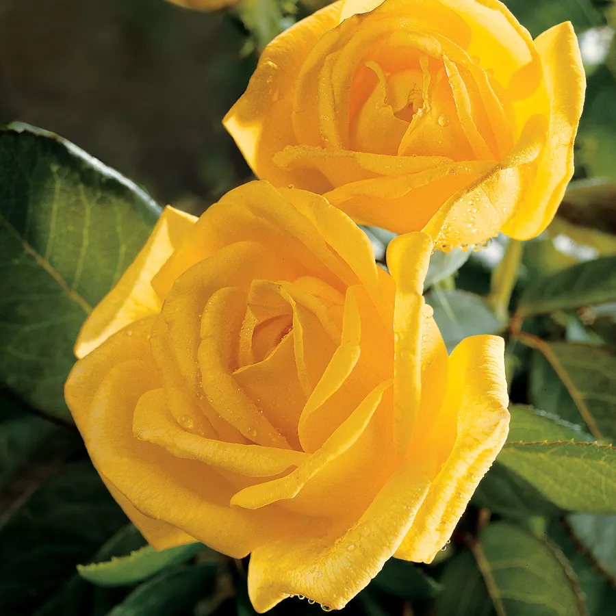 Gold Glow Rose (Yellow Flower)  Live Plants  - $80.99