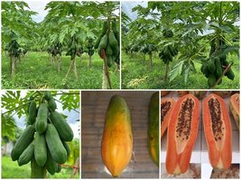 Unusual Huge Torpedo Shape Carica Papaya Burliar Long, 400 Seeds D - $40.35