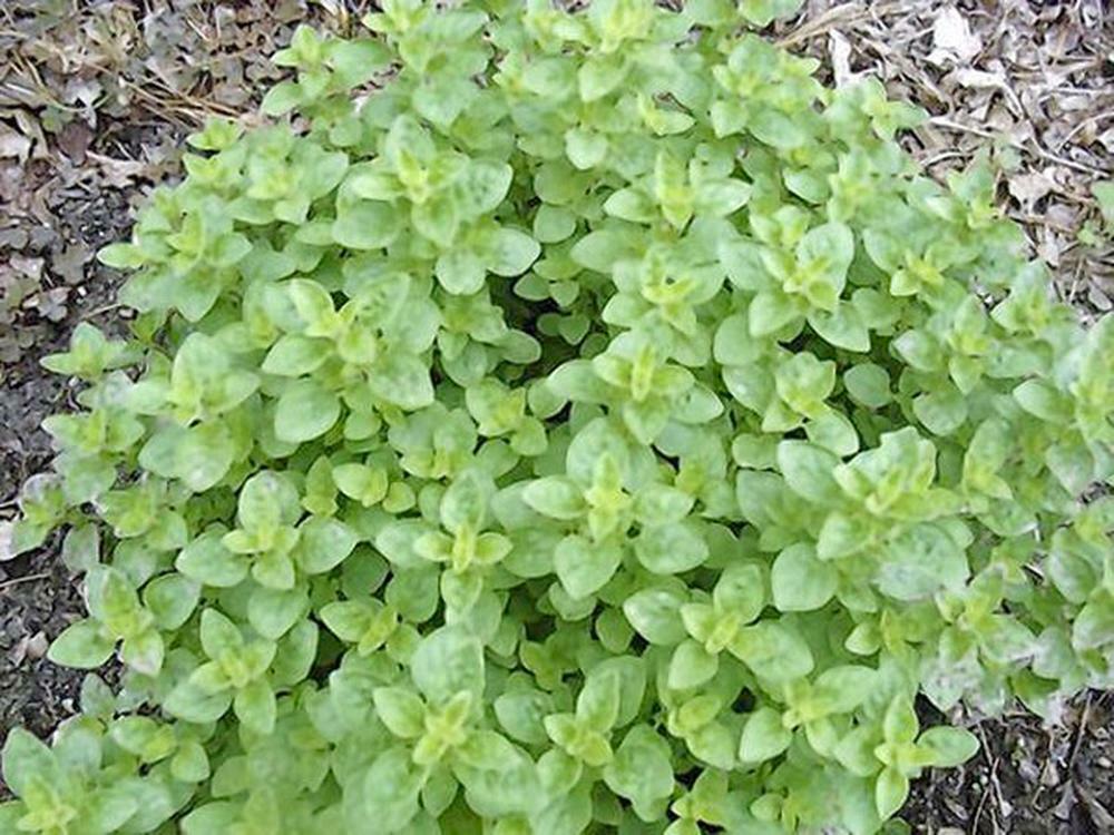 OREGANO SEED, ITALIAN, HERB SEED, HEIRLOOM, ORGANIC, 100 SEEDS, NON GMO, ORGANO
