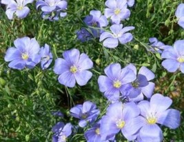 US Seller Blue Lewisii Flax  100 Fresh Seeds Free Us Shipping - £6.15 GBP
