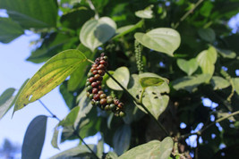 Grow Black Beauty Peppercorn Piper NigrumOrganic Heirloom 10 Seeds - $9.11