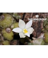 CONSTANTIA CIPOENSIS MINIATURE ORCHID MOUNTED - $53.00