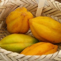 Best Babaco Papaya (Mountain Papaya) / Vasconcellea × heilbornii / Live ... - £28.98 GBP