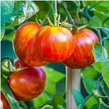 PM Tigerella Tomato Seeds (20+ Seeds) | Non GMO | Vegetable Fruit Herb Flower Se - £3.55 GBP