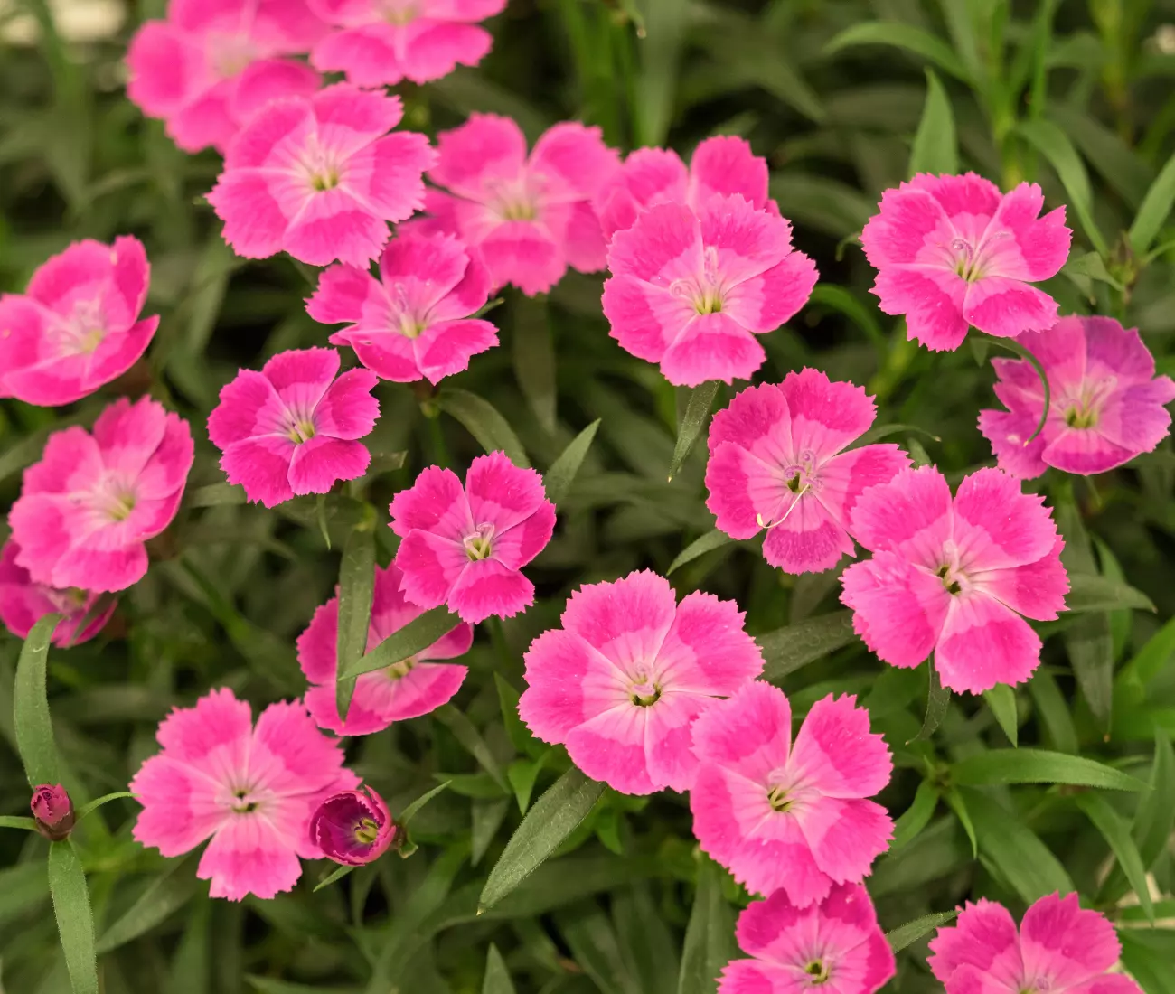 500+ Pink Passion Dianthus Seeds US SELLER Annual Flowers Seed Carnation... - $7.15