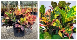 Live Starter Plant Magnificent Croton Codiaeum Variegatum Beautiful Colors! - £34.00 GBP