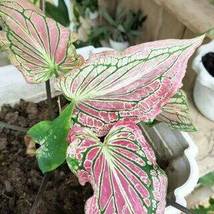 Thailand Caladium &#39;Tiger&#39; Pink Greenish Ornamental Leaves, 50 seeds - £14.53 GBP