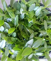 1 + 1 Free Red Mangrove Plant 100% Organic. Terrarium Vivarium Paludarium - £10.46 GBP