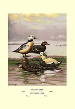 Stellars and Spectacled Eiders 20 x 30 Poster - £20.76 GBP