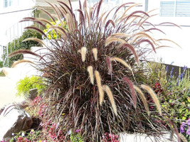 25 Purple Fountain Grass Ornamental Pennisetum Setaceum Dark Burgundy Fl... - $13.60