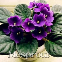 USA SELLER 100Pcs Beautiful Plant Bonsai Flower Bonsai African Red Purple Mini B - £13.96 GBP