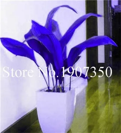 100 Seeds Dark Blue Hosta Plants Perennials Lily Flower Full Shade Hosta... - £9.40 GBP