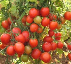 HS  50 Seeds Early Choice Tomato Juicy Tomatoe Vegetable Garden Edible Food - $4.56