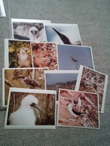 020 10 Vintage 8x10 Color Photos of Birds Wildlife Lot 1 - £14.33 GBP
