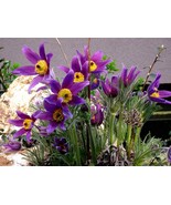 25 Violet Anemone Pulsatilla Vulgaris Purple Pasque Bulk Seeds - $16.48 CAD