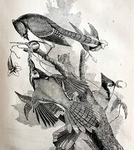 Blue Jay Victorian 1856 Bird Wood Engraving Antique Nature Ephemera DWT15 - $39.99