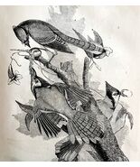 Blue Jay Victorian 1856 Bird Wood Engraving Antique Nature Ephemera DWT15 - €34,27 EUR