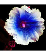 Hollyhock Flowers Dark Blue White Single Petals Big Flowers Althaea Rose... - $10.23