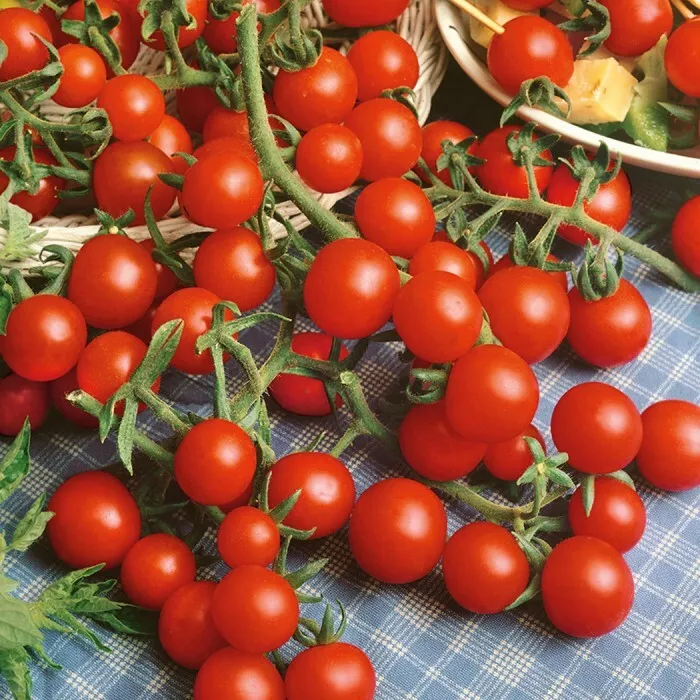 50 Seeds Sweet Snax Tomato Vegetable Garden - $9.80