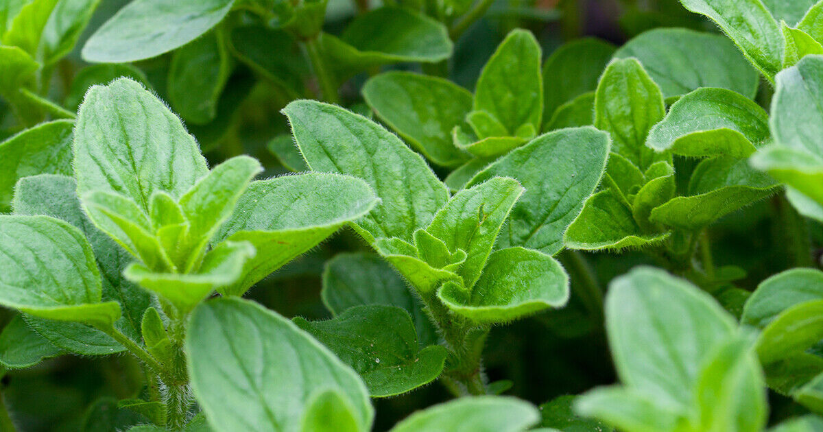 Italian Oregano 300 - 256,000 Seeds Origanum Vulgare Bulk Wholesale pizz... - $1.61+