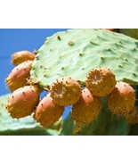 SRN Nopal Yellow Fruit Nopalina Nopalea Exotic Edible Cactus Sweet Juice... - $20.04