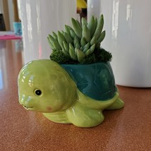 Turtle Planter & Live Succulent, 5" Blue Green Ceramic Tortoise Pot, Sedeveria image 2
