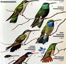 Southwest Hummingbirds 7 Types 1966 Color Bird Art Print Nature ADBN1o - $19.99