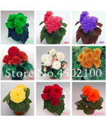 Rainbow Potted Flowers Rose Rieger Begonia Seed Begonia Seed Garden Home... - $181.86 MXN