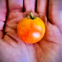 Tropical Sunset Tomato Seeds 10 Seeds Gardening USA SHIPPING - £5.37 GBP