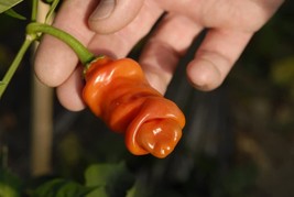 Peter Pepper Seeds To Plant 30 Seeds-Easy To Grow And Exotic Look Gardening Beau - $18.52