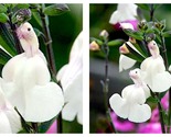 50 Seeds Salvia microphylla &#39;Hot Lips&#39; White Garden - $34.93