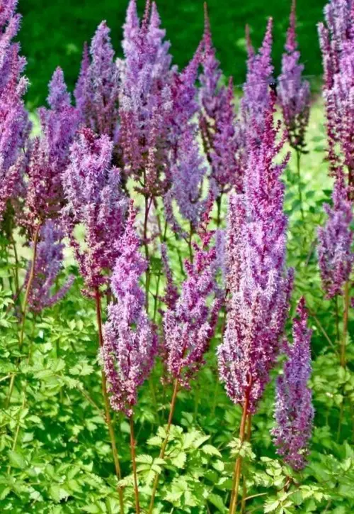 50 Seeds Astilbe Chinensis Davidii  - £7.42 GBP